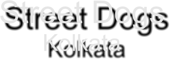Street Dogs Kolkata