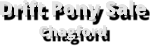 Drift Pony Sale Chagford