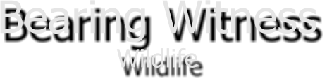 Bearing Witness Wildlife