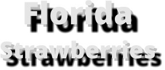 FloridaStrawberries